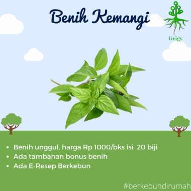BIJI KEMANGI UNGGUL / BENIH KEMANGI