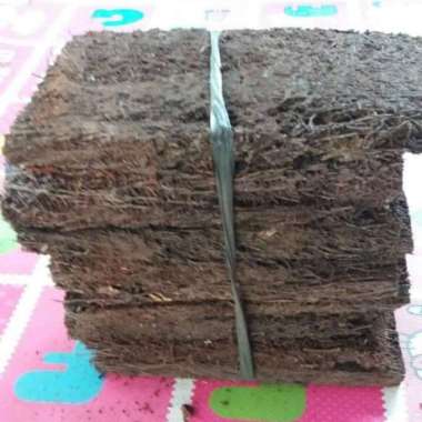 Akar Pakis Kotak