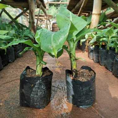 Bibit Pohon Pisang Tanduk Unggul