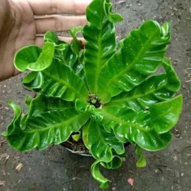 Tanaman Hias Kadaka Mini//Kadaka Laksana