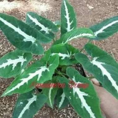 Tanaman Hias Keladi Tikus - Caladium