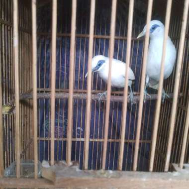 burung jalak bali muda sepasang sertifikat resmi