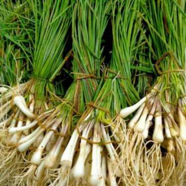 Bawang batak lokio 100 grm