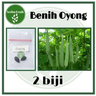 2 Benih Oyong Hibrida Grandia Gambas Unggul - Bibit Repack [ Seribu ]