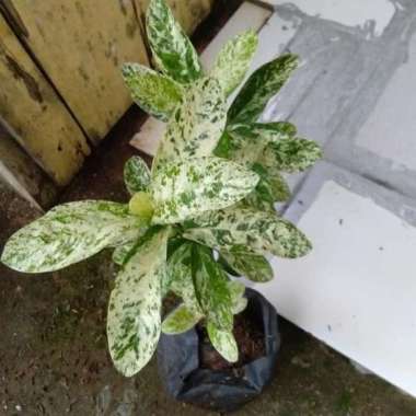 Bunga Asoka - Tanaman Asoka Varigata