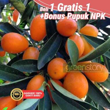 Bibit Jeruk Nagami Sudah berbuah | Jeruk jepang