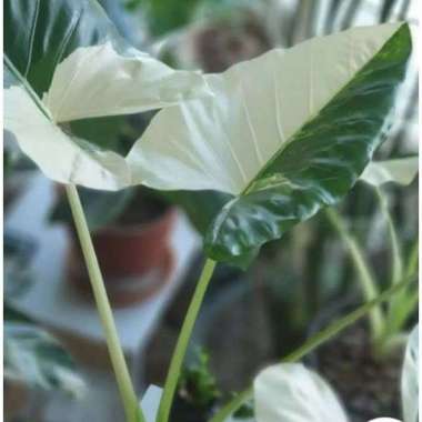 sente varigata tanaman hias keladi kaladium caladium alocasia monstera philodendron macrorrhiza vari