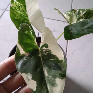 sente varigata tanaman hias keladi kaladium caladium alocasia monstera philodendron macrorrhiza vari