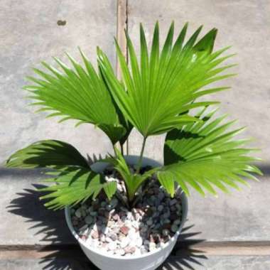 Tanaman Hias Palem Kol | Palem Kipas