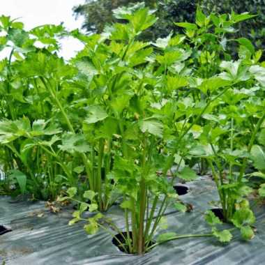 Bibit daun seledri | daun sop