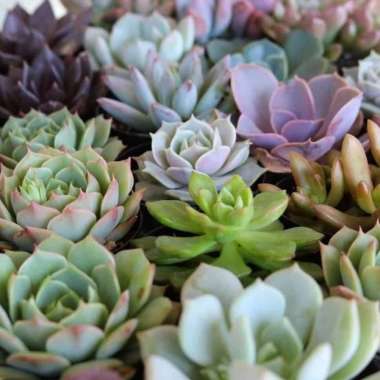 Bunga Sukulen Echeveria | Skulen Sukulen