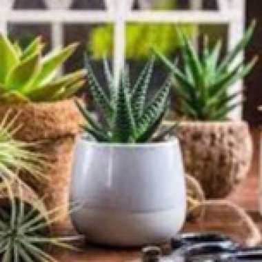 Bunga Sukulen Echeveria | Skulen Sukulen + Pot Batu