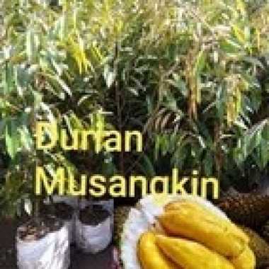Bibit Durian Kaki 3 Tinggi 1 - 1,5Meter Kaki 3