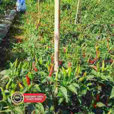 Pohon Cabe Caplak Sudah Berbuah