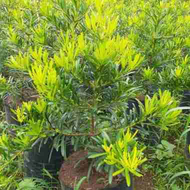 Bonsai Lohansung Remaja Lohansung