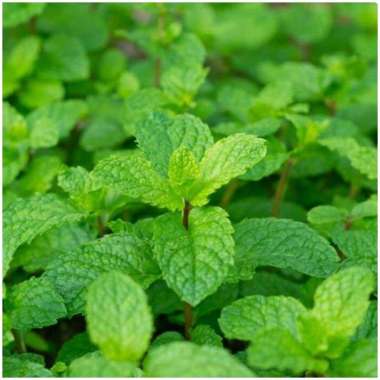 BIBIT TANAMAN DAUN MINT