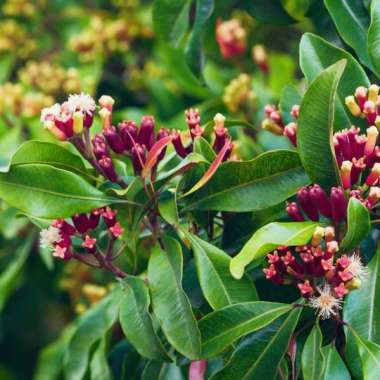 Bibit Cengkeh | Tanaman Bumbu Dapur