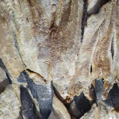 IKAN ASIN GABUS BERSIH 500gr 100% HALAL