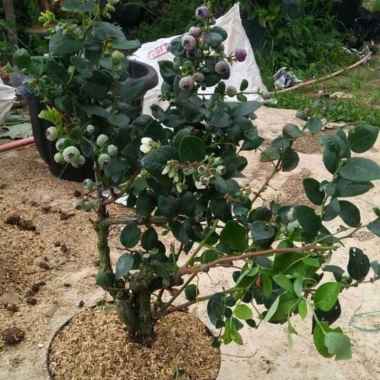 bibit tanaman jumfruit/blueberry cepat berbunga/berbuah