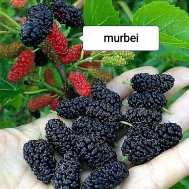 bibit buah murbei besar