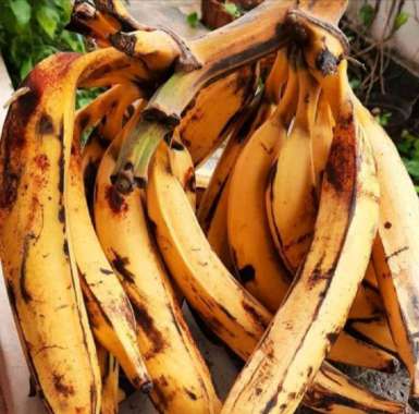 Pisang tanduk /sisir