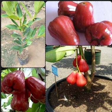 Azzahra berkah bibitku Tanaman Jambu Air Madu Merah Indonesia