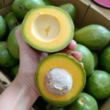 Alpukat Mentega 1kg