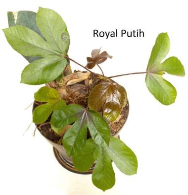 TANAMAN JARAK MERAH / WULUNG MERAH