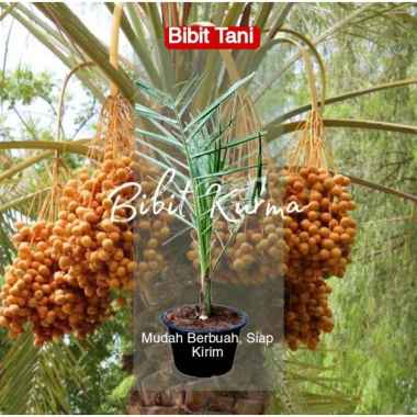COD Bibit tanaman kurma kl1 thailand tropis