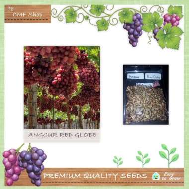 Bibit Benih Anggur Red Globe