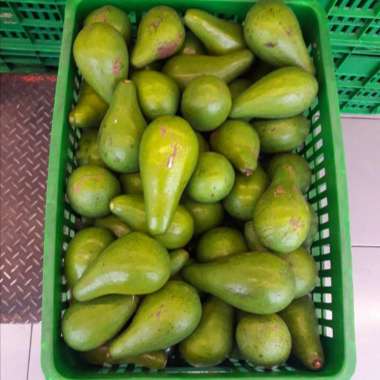 buah alpukat mentega