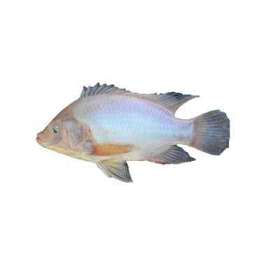 Ikan Nila Merah Hidup & Segar [1kg]