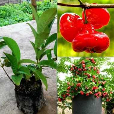 Bibit Pohon Jambu Air Kancing Merah - Buah Jambu - Tanaman Jambu Air