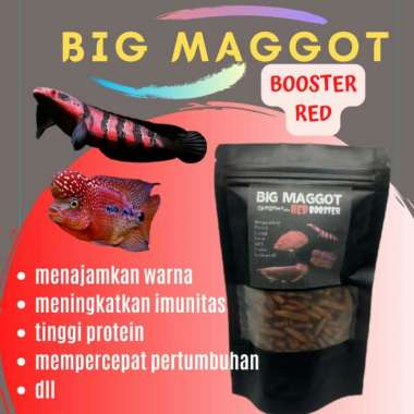MAGGOT KERING PREMIUM RED PIGMEN COLOUR PAKAN IKAN CHANNA BARITO MARU OSCAR ARWANA KOI RED 25 GR