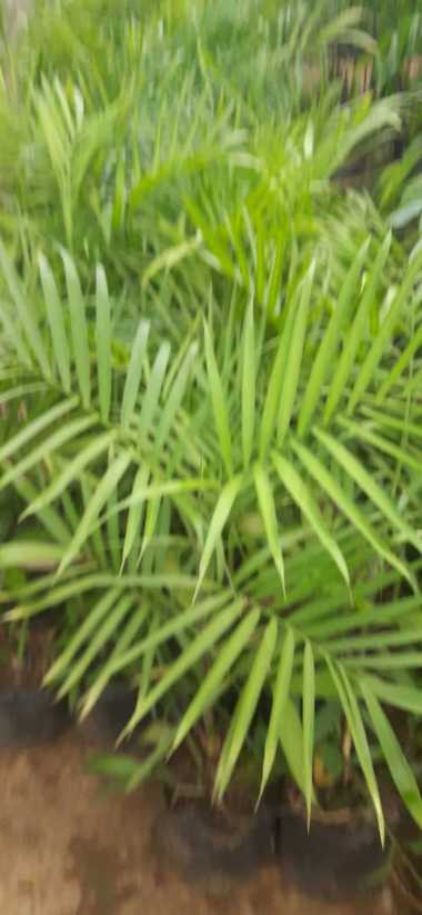 Tanaman Hias Palem Komodoria Palem Bambu Aneka Bibit