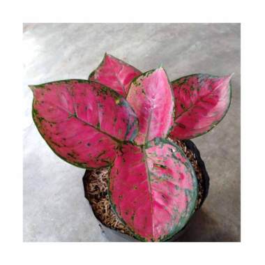 Jual Bibit Unggul Nursery Aglonema Tanaman 10 Jenis Online Februari 2021 Blibli A wide variety of aglaonema options are available to you, such as climate, use, and variety.