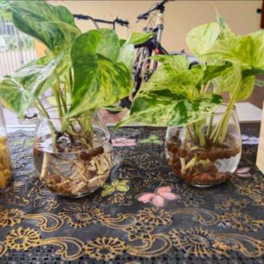 vas Bunga kaca Bening Hias Minimalis Pot Tanaman Air Hidroponik ukuran
