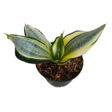 Tanaman Hias Indoor - Sensivera Japanese