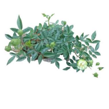 Tanaman Mawar Import Ecler