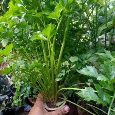 harga termurah bibit seledri per bibit