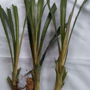 jual bibit nanas merah asli nanas hutan 3 bibit