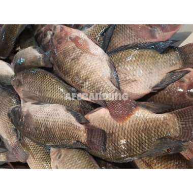 Ikan Nila Hitam Segar Fresh Ikan Mujair 1kg