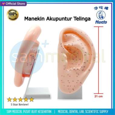 Hwato Manekin Akupuntur Telinga / Alat Peraga Akupuntur