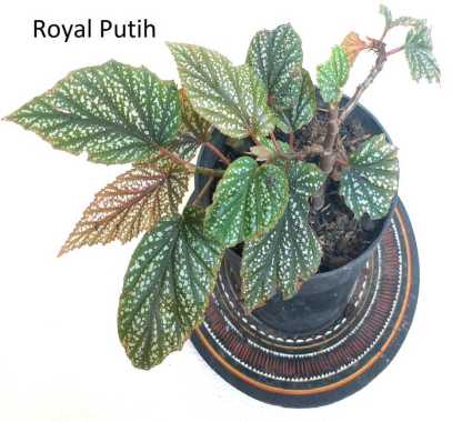 TANAMAN HIAS BEGONIA POLKADOT SILVER MAYA - BEGONIA MAYA SILVER