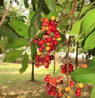 Bibit Tanaman Katilayu - Penghasil Getah Katilayu - Getah Perhiasan