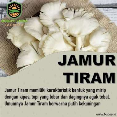 Jamur Tiram