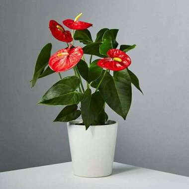 Tanaman Hias Anthurium Mickey Mouse - Bunga Anthurium