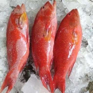 IKAN KERAPU LODI MERAH 1 KG