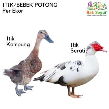 Bebek/Itik Potong per Ekor Itik Kampung dan Serati Rak Sayur Padang Pasar Online Murah Padang Itik Kampung