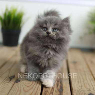 KUCING KITTEN PERSIA LONGHAIR MEDIUM, FLATNOSE, RAGDOLL, HIMALAYA DLL 1.4JT